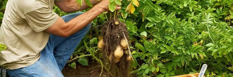Potatoes