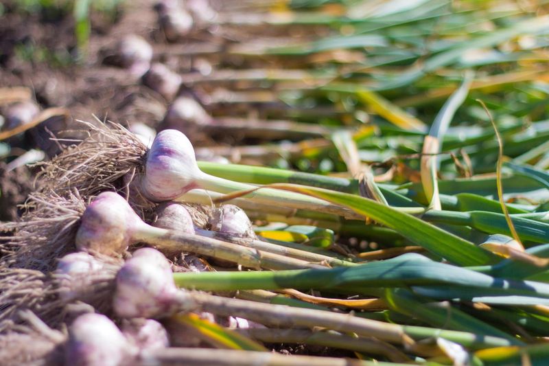 Garlic