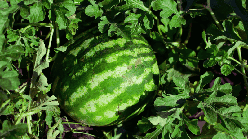 Watermelon