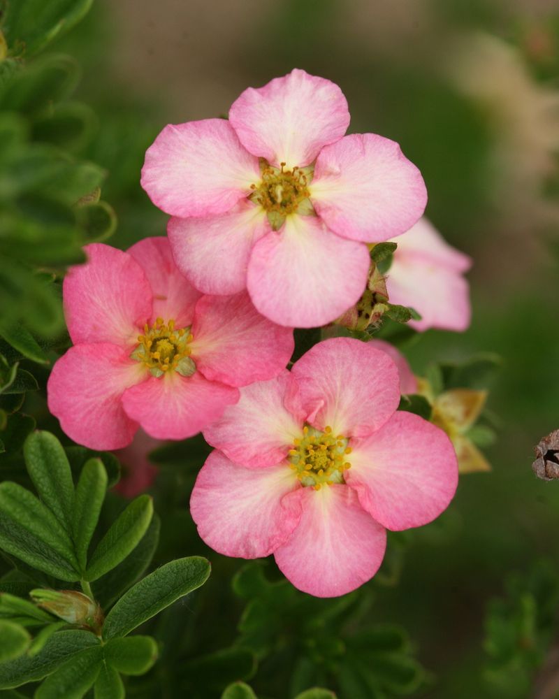 Potentilla