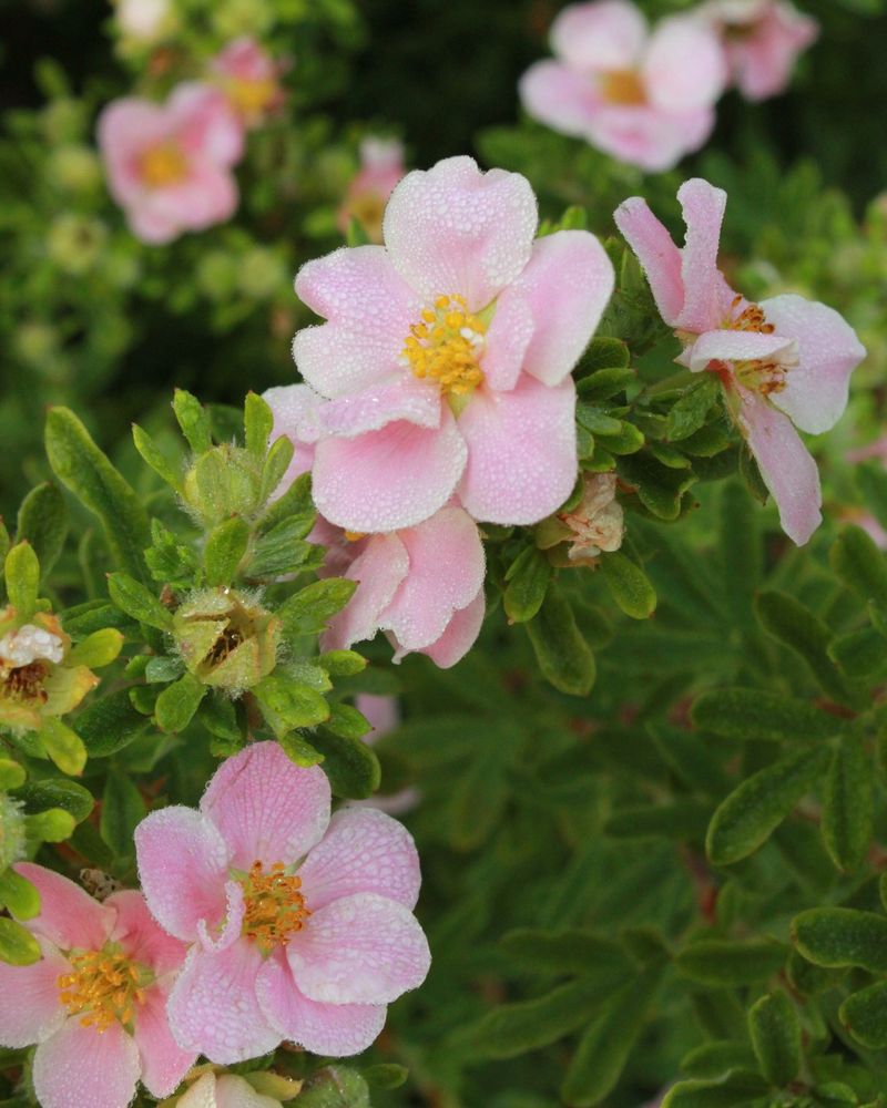 Potentilla