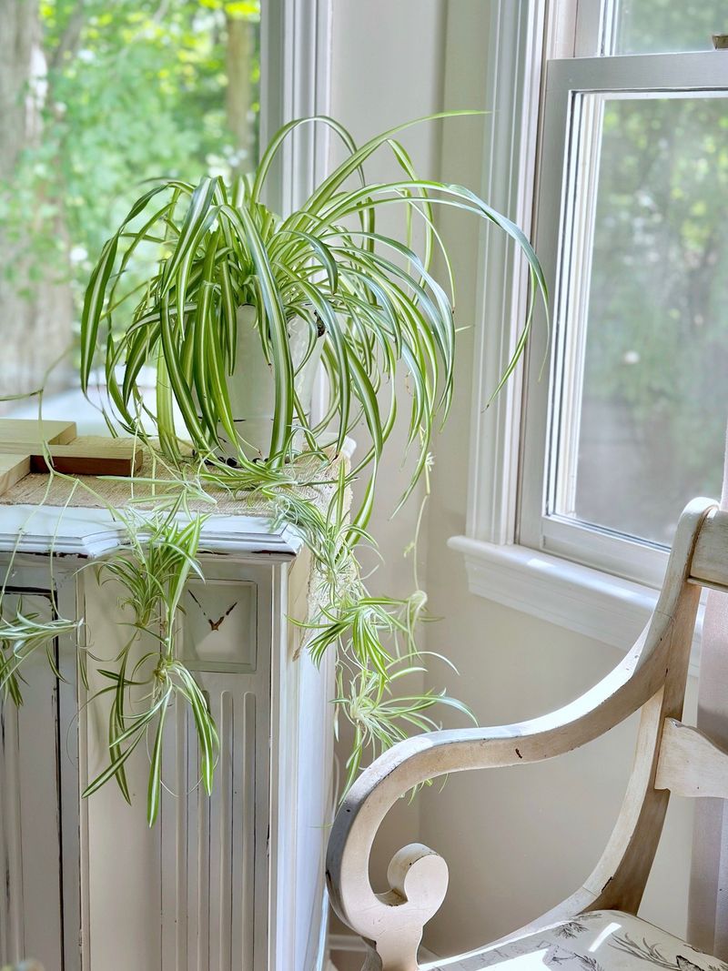 Spider Plant