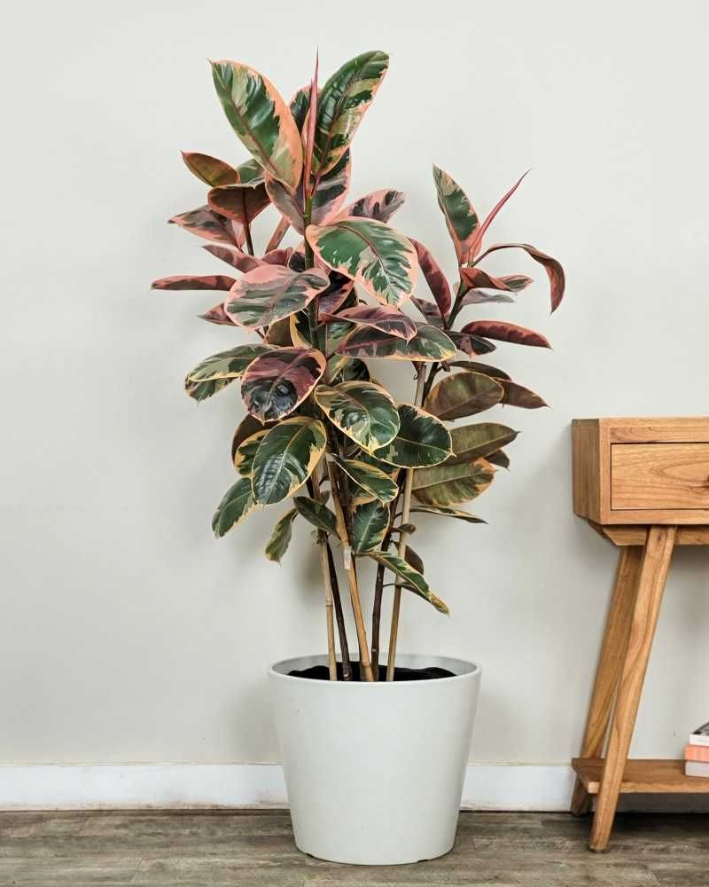 Rubber Plant