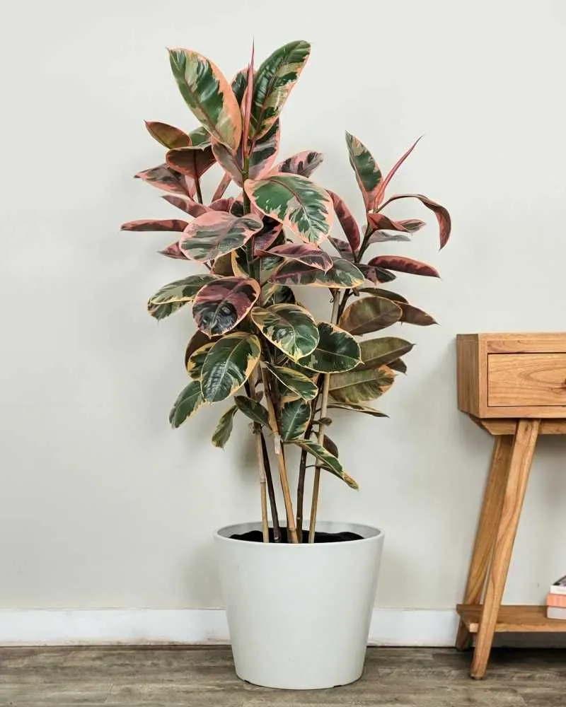 Rubber Plant