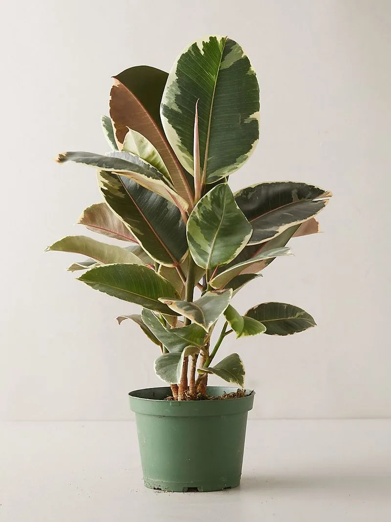 Rubber Plant