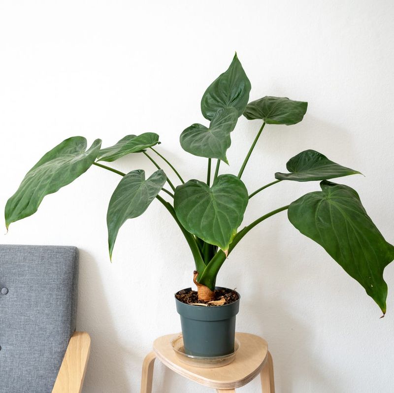 Philodendron