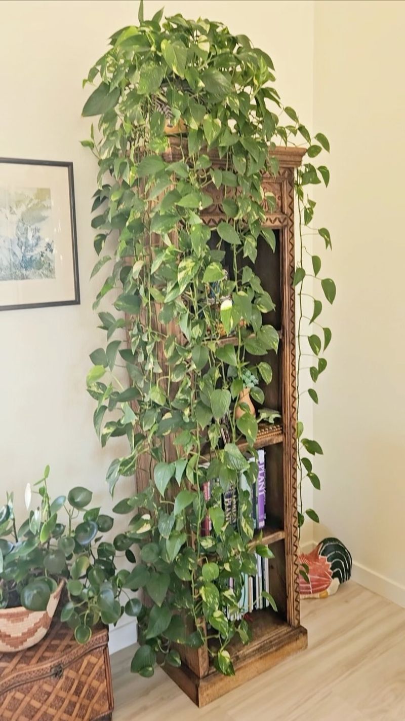 Pothos