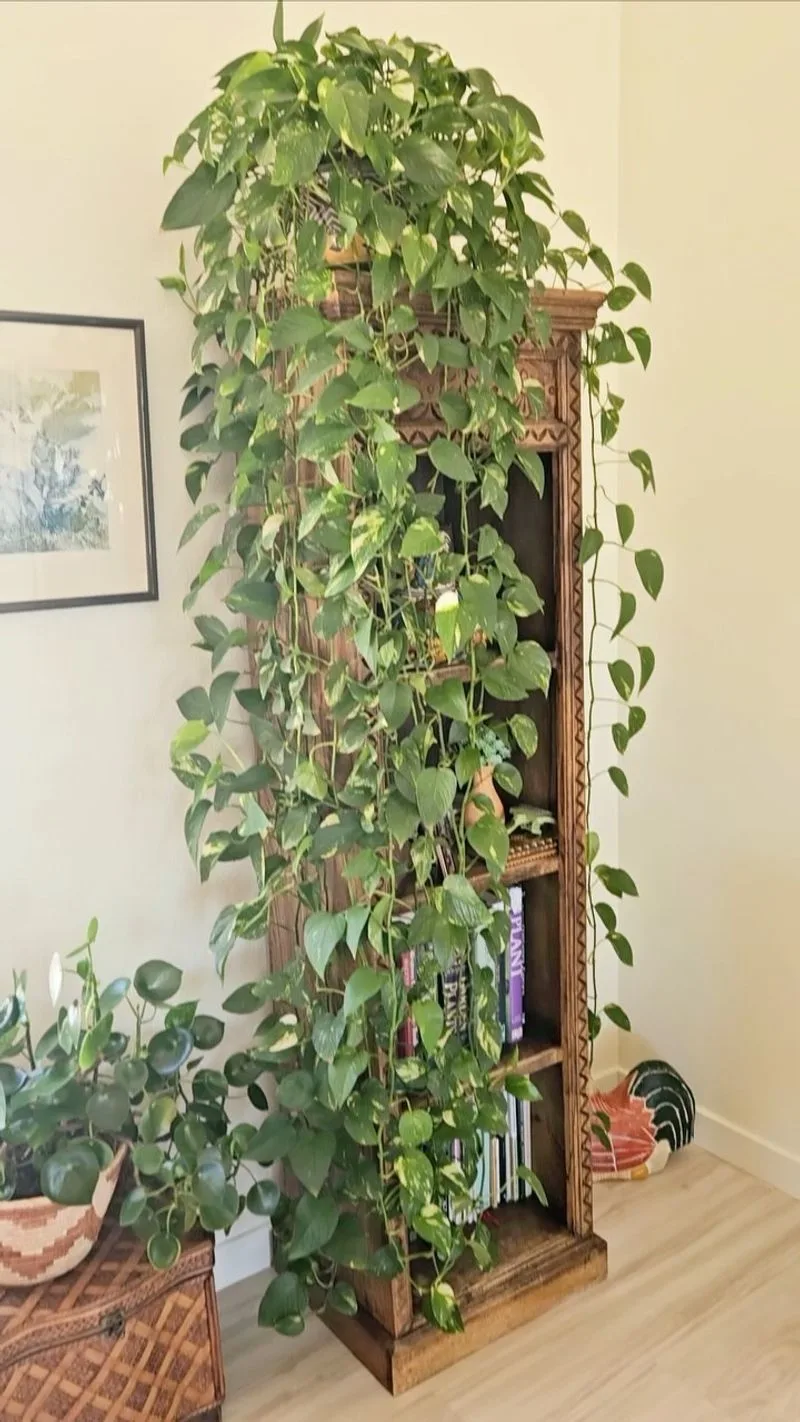 Pothos