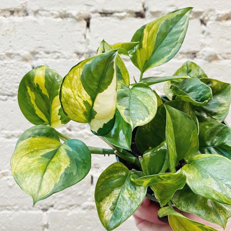 Pothos
