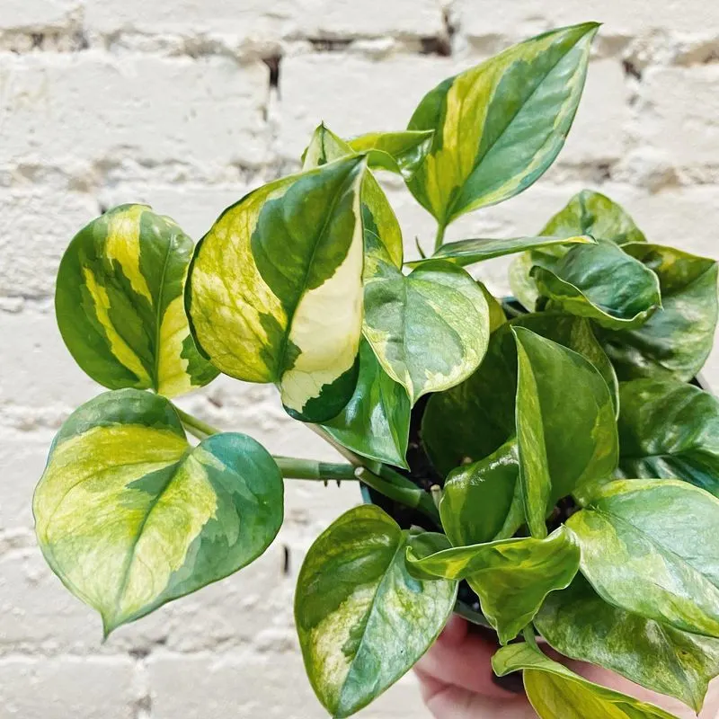 Pothos