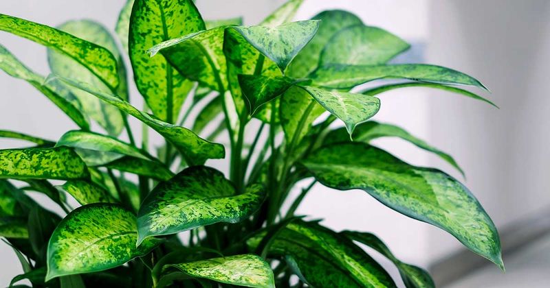 Dumb Cane