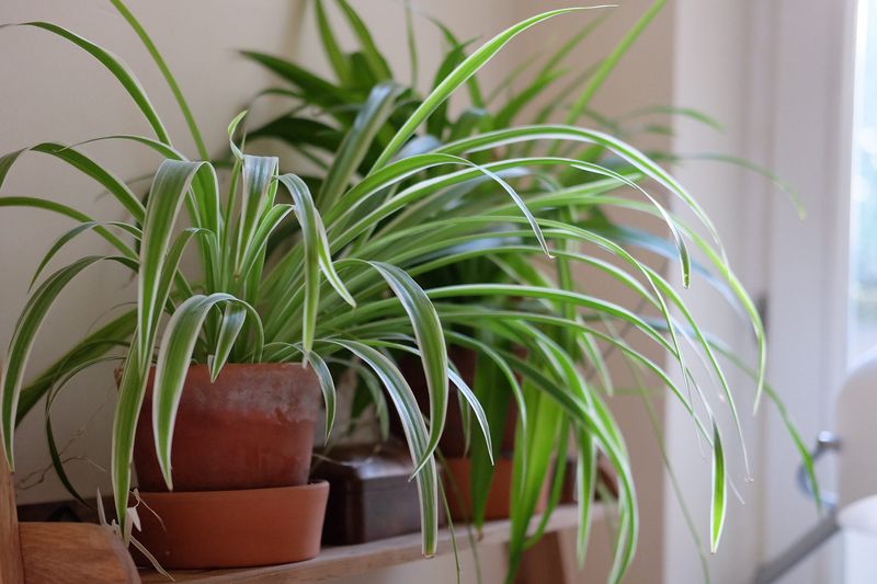 Spider Plant