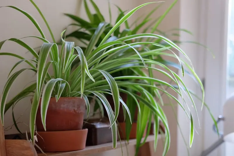 Spider Plant