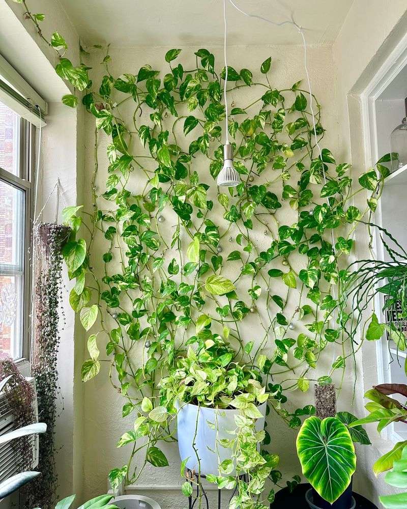 Pothos