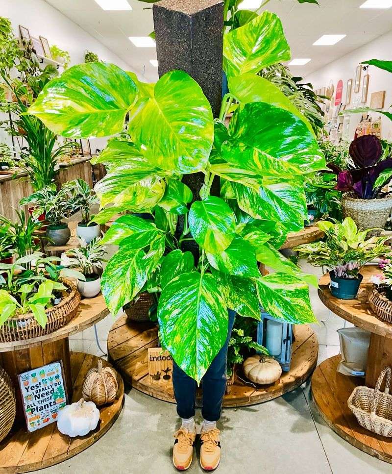 Pothos