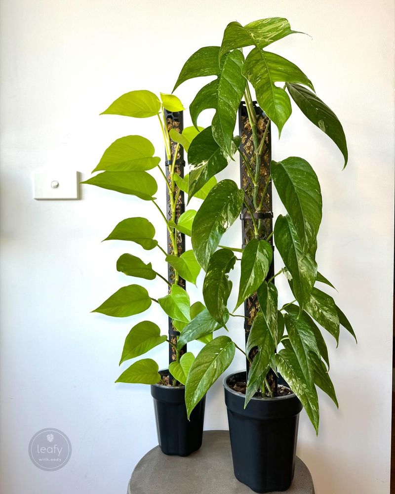 Pothos
