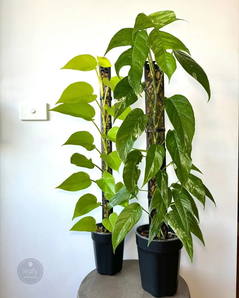 Pothos