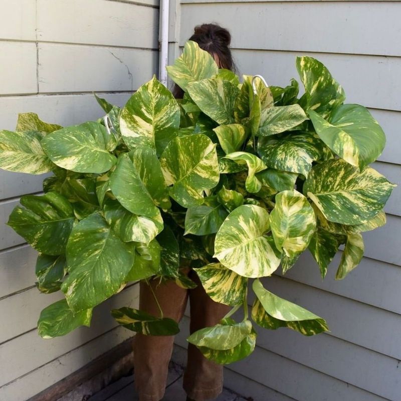 Pothos (Devil's Ivy)