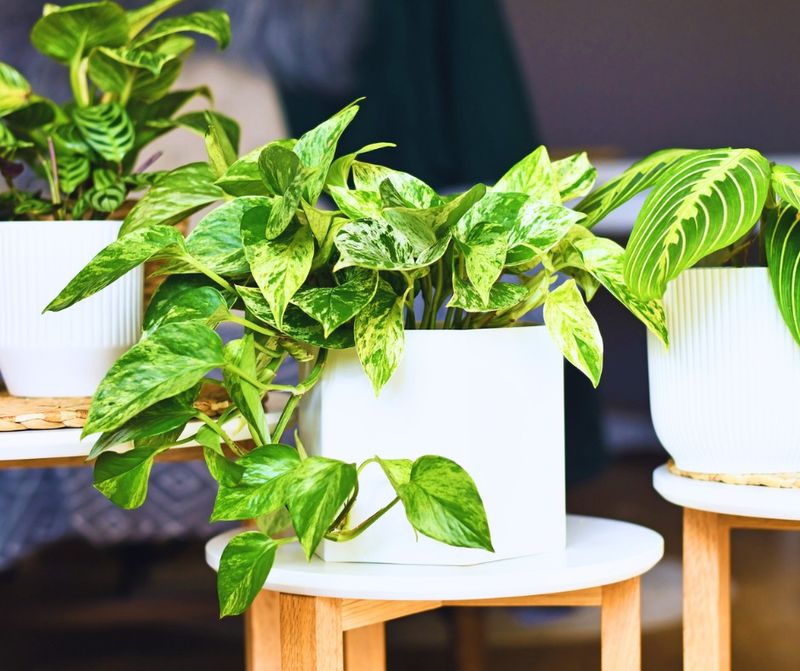 Pothos