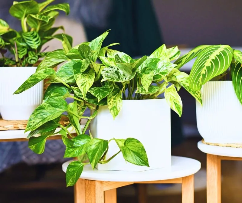 Pothos