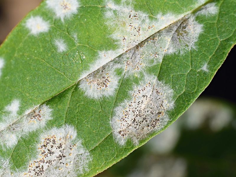 Powdery Mildew