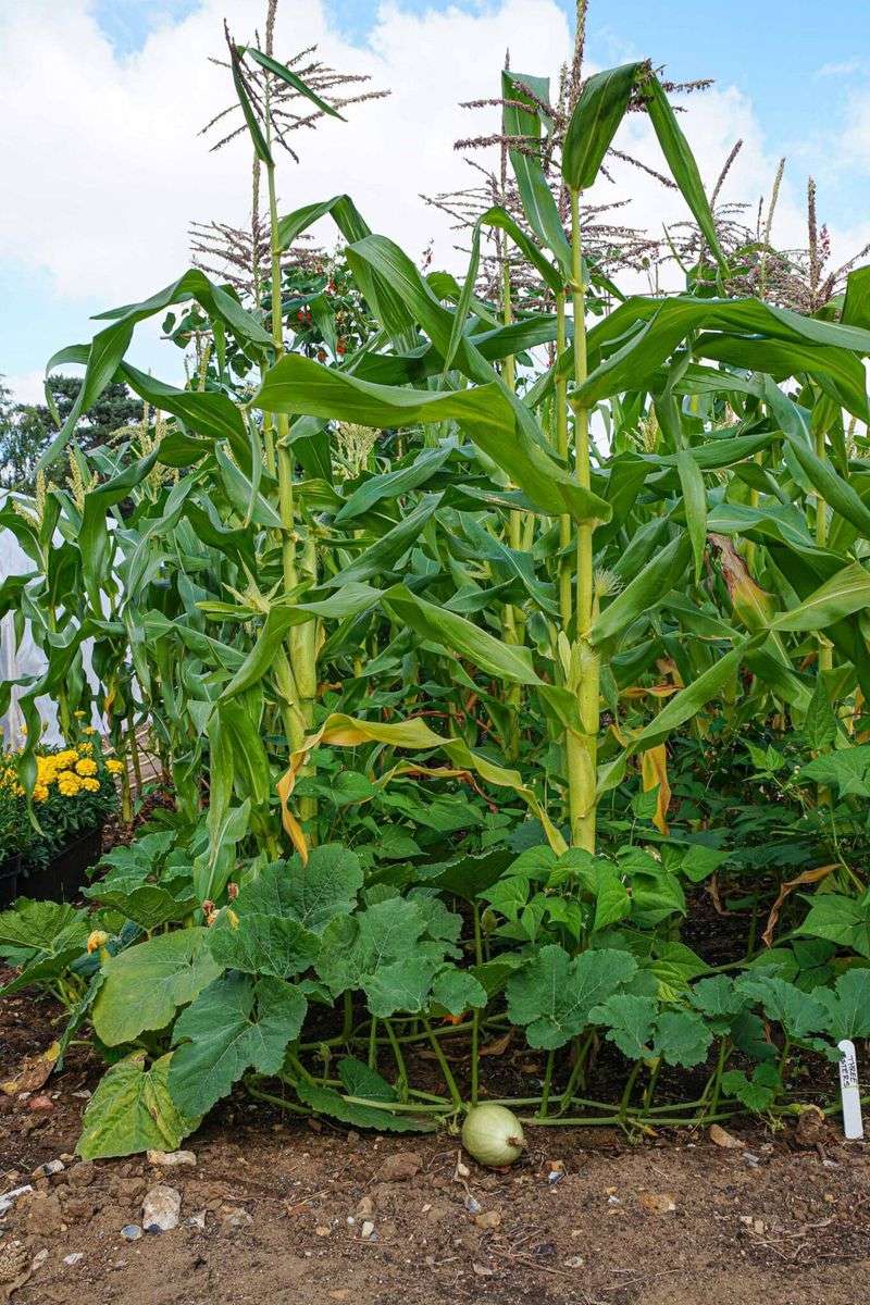 Practice Companion Planting