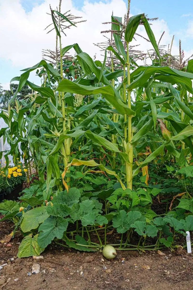 Practice Companion Planting