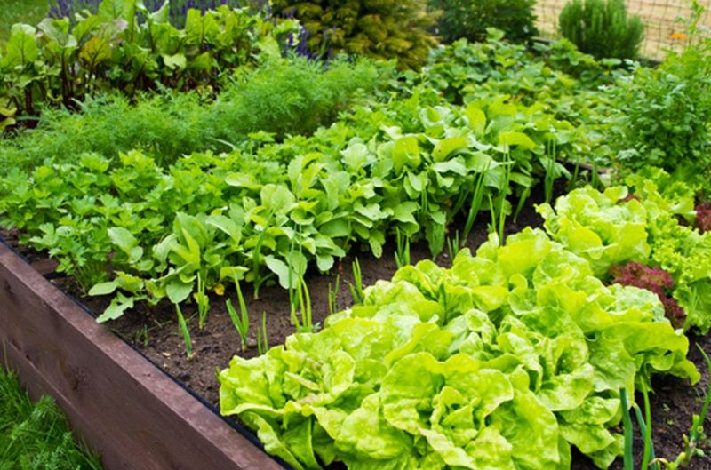 Practicing Crop Rotation