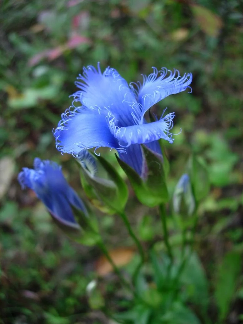 Fringed Gentian