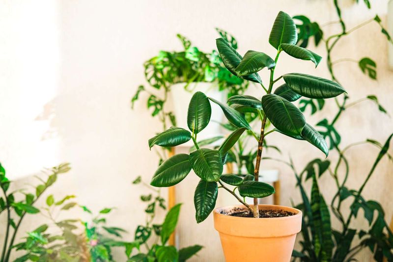 Rubber Plant