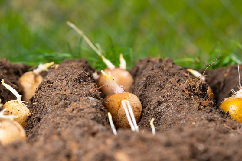 Prepare the Soil