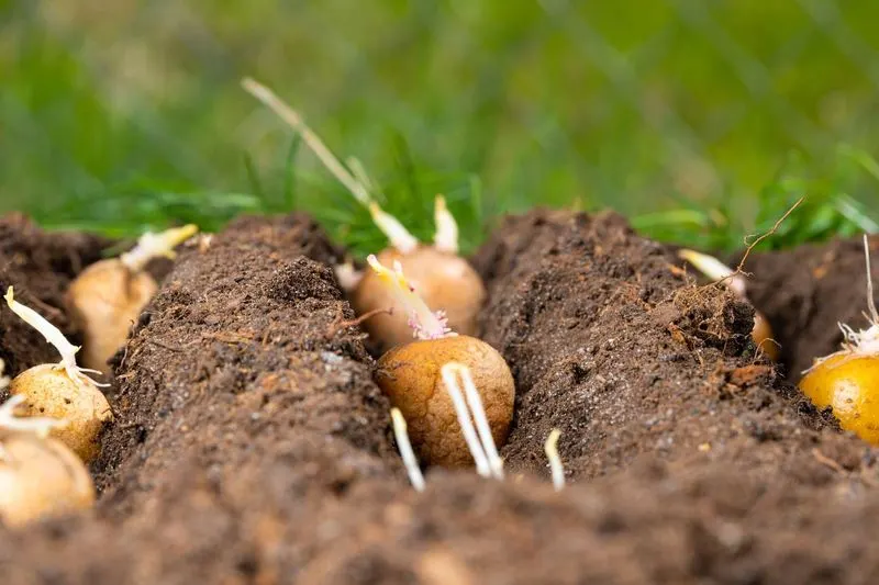 Prepare the Soil