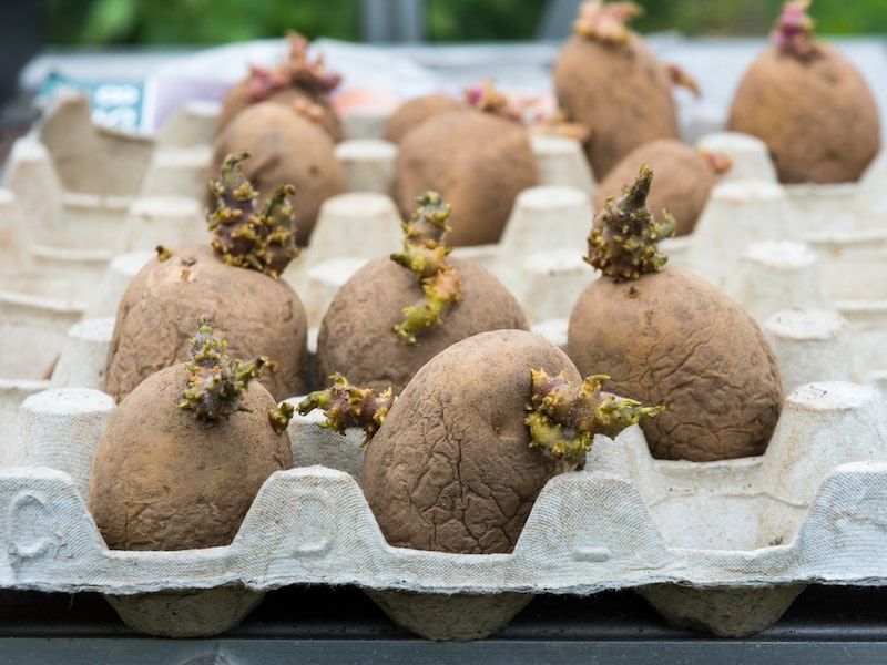 Chitting Potatoes