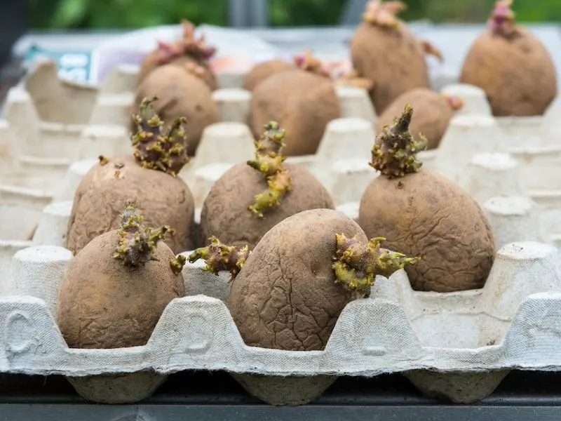 Chitting Potatoes