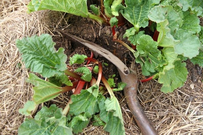 Dividing the Rhubarb Crown