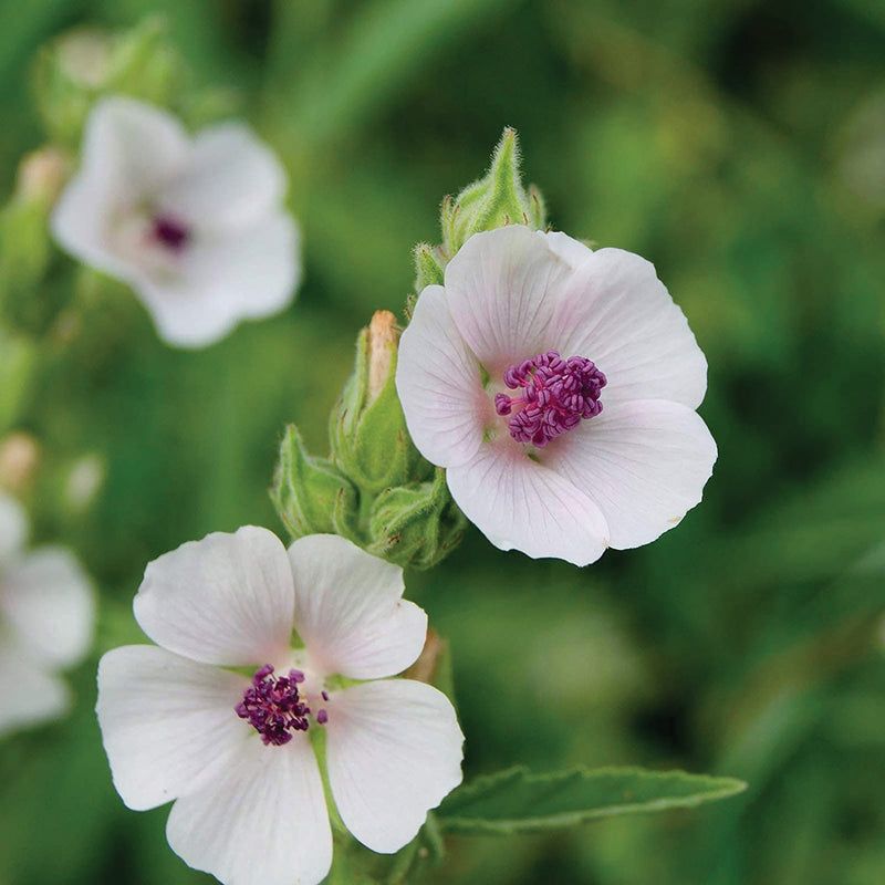 Planting Marsh Mallow Seeds