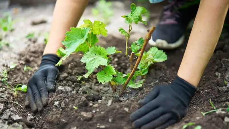 Planting Techniques