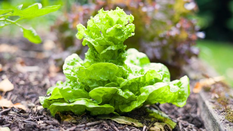 Bolt-Resistant Varieties