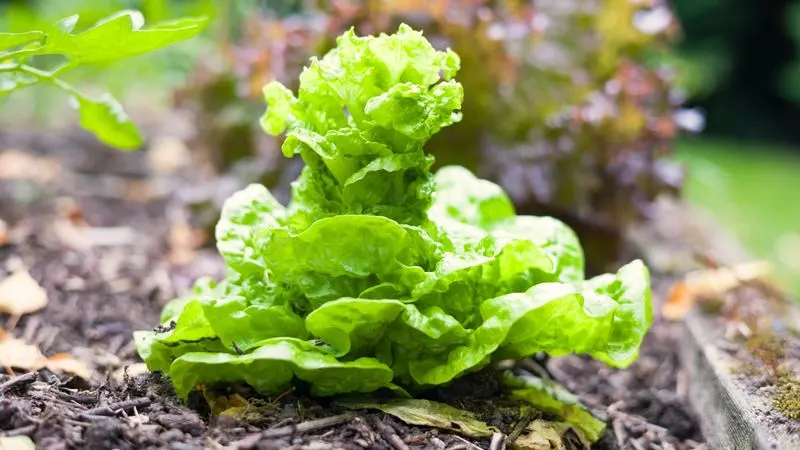 Bolt-Resistant Varieties