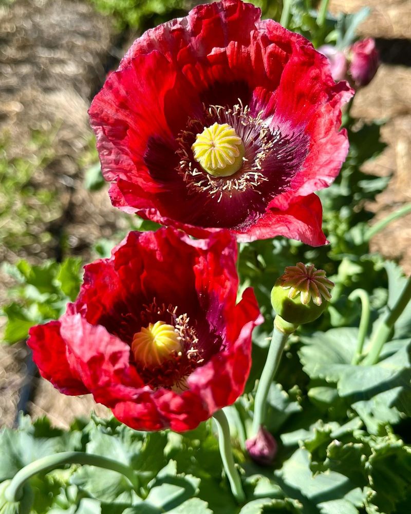 Pride of Poppies