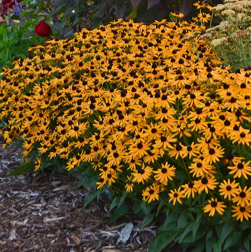 Black-eyed Susan