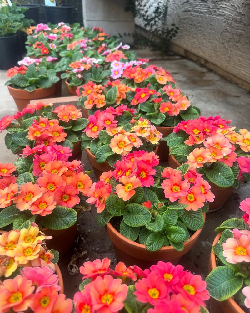 Primroses