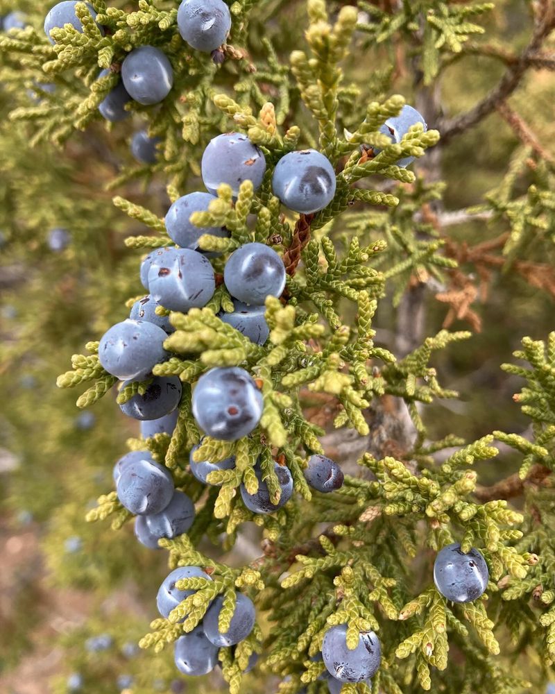 Juniper
