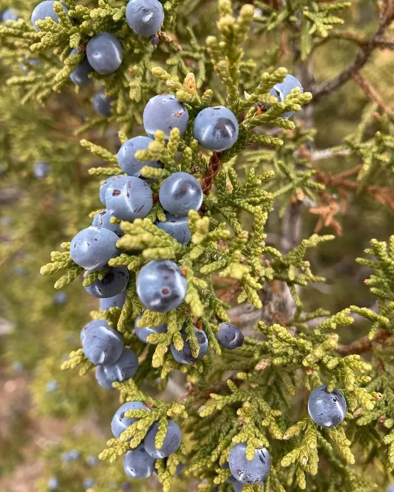 Juniper