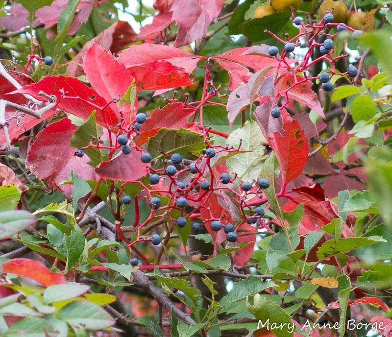 Virginia Creeper