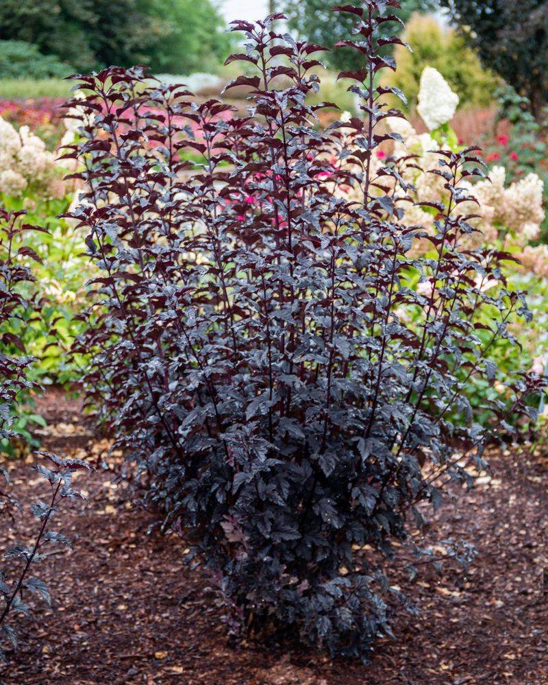 Ninebark