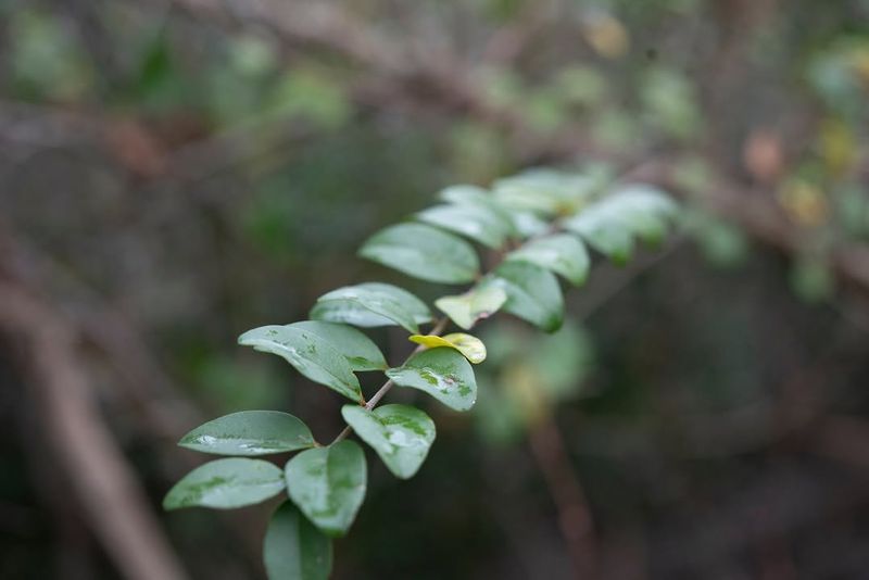 Privet