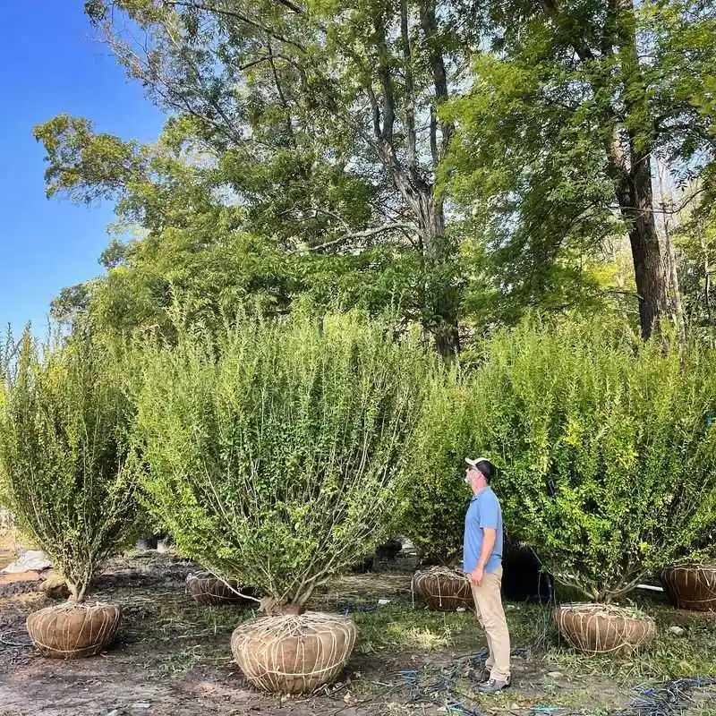 Privet