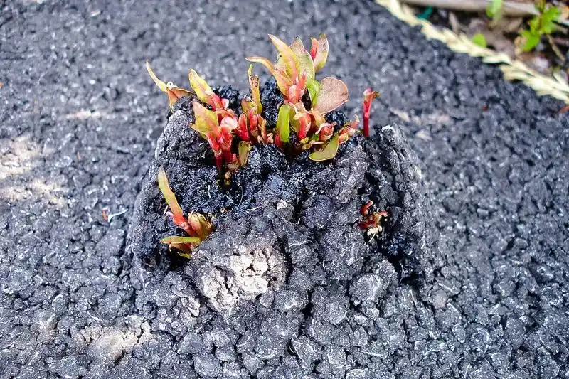 Japanese Knotweed