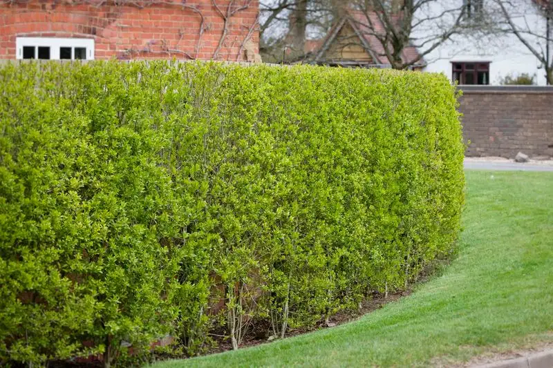Privet Hedges